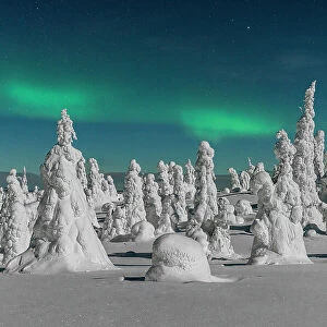 Frozen trees of the Arctic forest lit by the green light of aurora borealis, Riisitunturi National Park, Posio, Lapland, Finland