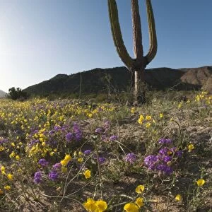 Giant Cardon cactus (Pachycereus pringlei) (Cardan) is a species of cactus native to northwestern Mexico, North America