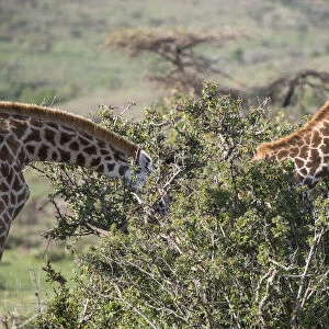 Giraffes, Msai Mara, Kenya, East Africa, Africa