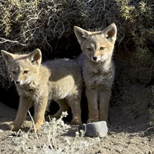 Two gray fox pups (Patagonian fox) (Pseudalopex griseus) at den entrance