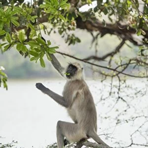 Gray langurs (Hanuman langurs) (langur monkey) (Semnopithecus entellus), Ranthambhore