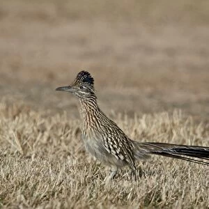 Greater Roadrunner (Geococcyx californianus), Overton Wildlife Management Area, Overton, Nevada, United States of America, North America