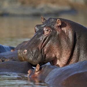 Hippopotamus (Hippopotamus amphibius) in a hippo pool, Serengeti National Park, Tanzania
