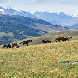 Horses, Ile-Alatau National Park, Tien Shan Mountains, Assy Plateau, Almaty, Kazakhstan