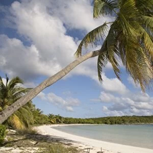 Palm tree and sandy beach in Sun Bay in Vieques, Puerto Rico, West Indies