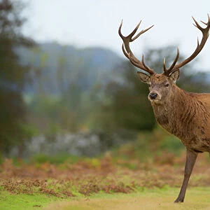 Red deer stag, Bradgate Park, Charnwood Forest, Leicestershire, England, United Kingdom
