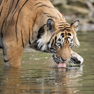 Ustaad, T24, Royal Bengal tiger (Tigris tigris) drinking, Ranthambhore, Rajasthan