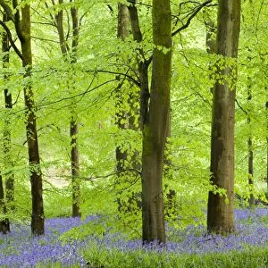 Common Bluebells (Hyacinthoides non-scripta) flowering in a beech wood, West Woods