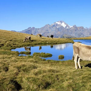 Cows grazing on the shore of Lakes of Campagneda Malenco Valley Lombardy province