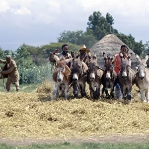 Donkeys trample corn to remove the grain in a typical