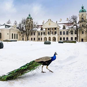 Indian peafowl in front of the Zamoyski Palace in Kozlowka, winter, Lublin Voivodeship