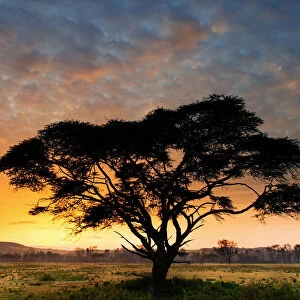 Lake Nakuru Park, Kenya, Africa The silhouette of an acacia at dawn
