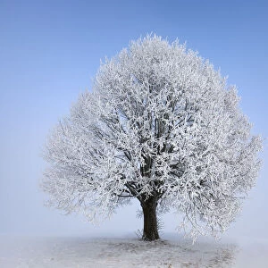 Lime tree with hoar frost in winter - Germany, Bavaria, Upper Bavaria, Miesbach