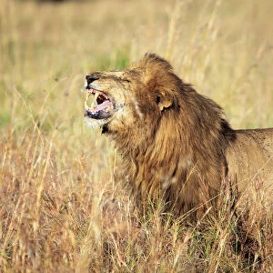 Lion (Panthera leo), Kidepo national park, Uganda, East Africa