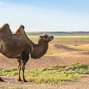 Mongolian camel. Ulziit, Middle Gobi province, Mongolia