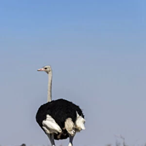 Ostrich with baby, Etosha, Namibia, Africa