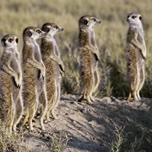 A pack of meerkats on the edge of the Ntwetwe salt