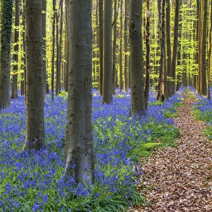 Path through Bluebell Flowers (Hyacinthoides non-scripta) and Beech Forest, Hallerbos