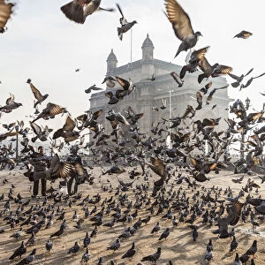 Pigeons, India Gate, Colaba, Mumbai (Bombay), India