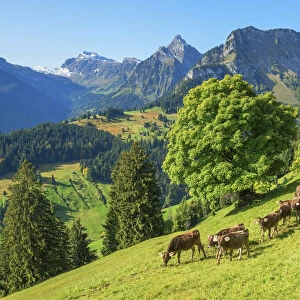 View at Obersee mountain range with cows at Glarner alps at fall, Glarus, Switzerland
