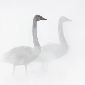 Whooper Swan (Cygnus cygnus), pair in geothermally heated pool, Lake Kussharo, Hokkaido