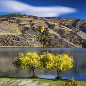 Willow Trees, New Zealand