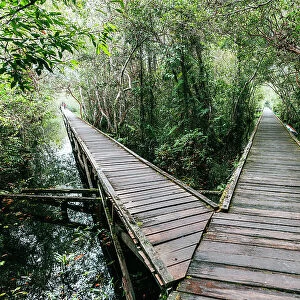 Wooden footbridge in Tanjung Puting National Park, Borneo, Indonesia