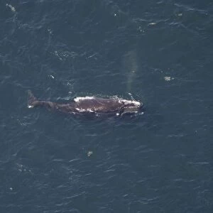 Aerial view of Northern right whale (Balaena glacialis glacialis) surfacing. Gulf of Maine, USA. (rr)