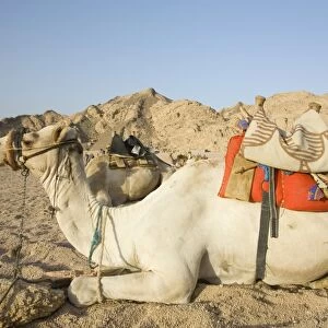 Bedouin camels in the Sinai Desert near Dahab in Egypt