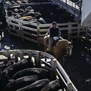 ARGENTINA, Buenos Aires Man riding horse between cattle pens in huge cattle market