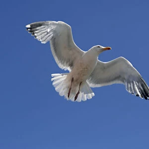 Flying Herring Gull