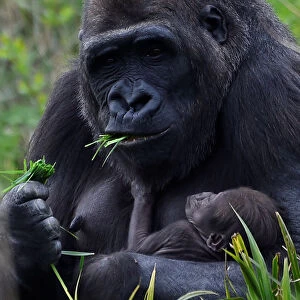 A 10-day old baby western lowland gorilla in Dublin Zoo is seen clinging to its mother