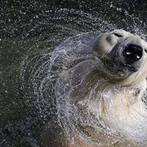 27 year old white polar bear Uslada shakes off water in her pool at the Leningrad Zoo in St