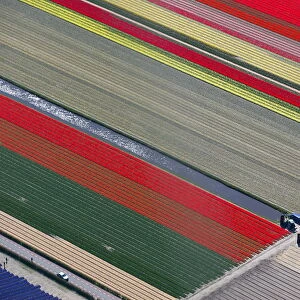 An aerial view of flower fields is seen near the Keukenhof park, also known as the