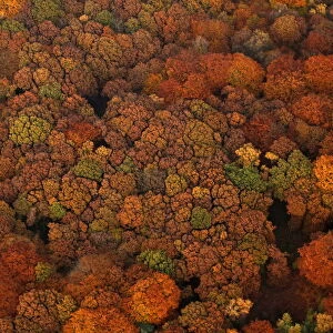 An aerial view shows a deciduous forest on a sunny autumn day in Recklinghausen