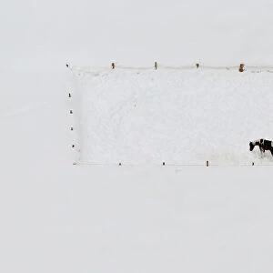 An aerial view shows horses standing on a snow covered meadow near Davos