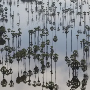 An aerial view of treetops and their reflections in a flooded area in Pathum Thani