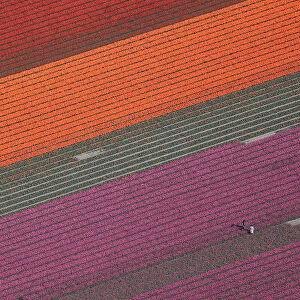 An aerial view of tulip fields near the city of Creil