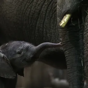 African elephant mother Punda stands beside her newborn baby Shawu in the zoo of African elephant mother Punda stands beside her newborn baby Shawu in the zoo of