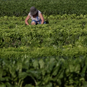 An agronomist inspects the production in a field in Maccarese
