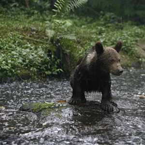 An Alaskan brown bear cub stands on a rock in a pond at Taman Safari Prigen in Pasuruan