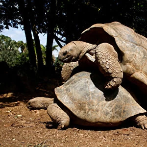 Mauritius Collection: Tortoise