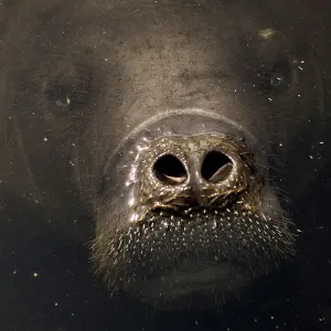 An Amazonian manatee which is in rehabilitation after sustaining injuries from hunting An Amazonian manatee which is in rehabilitation after sustaining injuries from hunting