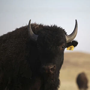 An American bison stands in the grasslands of the Janos Biosphere Reserve in Janos