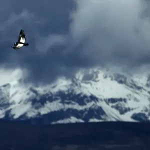 An Andean condor flies over the Colca canyon at the Colca valley in Arequipa An Andean condor flies over the Colca canyon at the Colca valley in Arequipa