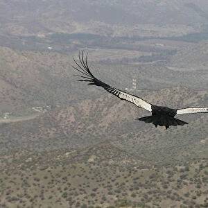 An Andean Condor flies over a garbage landfill in Til-Til
