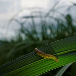 An armyworm, which usually comes out at night, is seen on sugar cane crop around dusk at