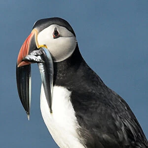 An Atlantic Puffin carries sand eels in its bill on the island of Skomer, Pembrokeshire