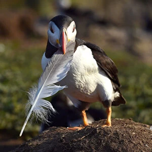 An Atlantic Puffin holds the feather of a seagull on the island of Skomer, Pembrokeshire