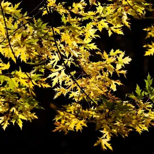 Autumn colours are seen on foliage in Minsk Autumn colours are seen on foliage in Minsk